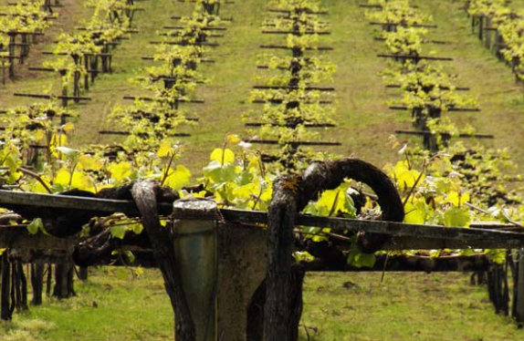 Visit and wine tasting in Adega