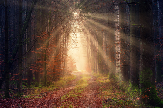 Comfortable Silver Path