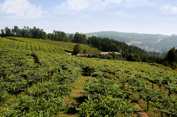 Visit and wine tasting in Adega