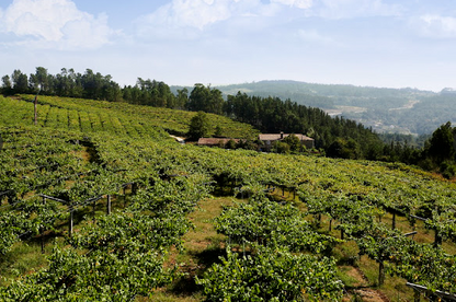 Visit and wine tasting in Adega