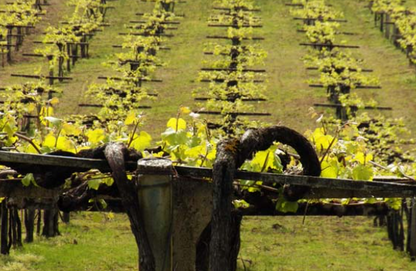 Visit and wine tasting in Adega